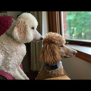 Meet your Posher, Rick